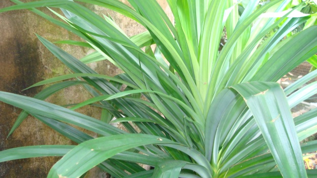 Rampe leaves Rampe (Pandanus amaryllifolius) mainly used for flavour